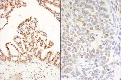 Immunohistochemistry-Paraffin: DHX8 Antibody [NB100-1713]