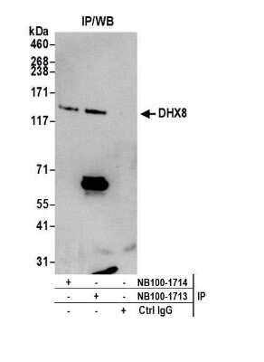 Immunoprecipitation: DHX8 Antibody [NB100-1713]