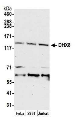 Western Blot: DHX8 Antibody [NB100-1713]