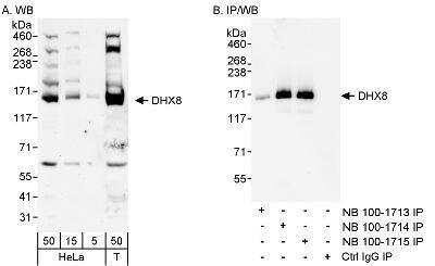 Western Blot: DHX8 Antibody [NB100-1714]