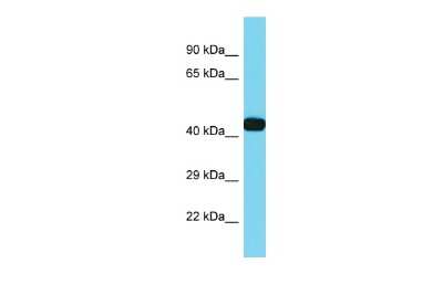 Western Blot: DIA1R Antibody [NBP2-82853]