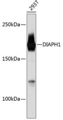 Western Blot: DIAPH1 Antibody (6N10D0) [NBP3-15410]