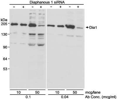 Western Blot: DIAPH1 Antibody [NB600-230]