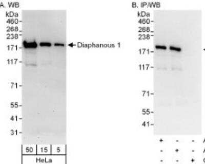 Western Blot: DIAPH1 Antibody [NB600-230]