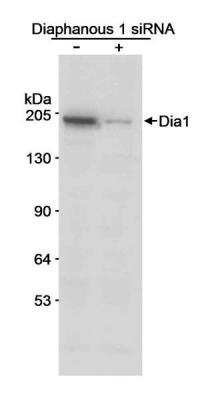 Western Blot: DIAPH1 Antibody [NB600-231]