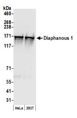 Western Blot: DIAPH1 Antibody [NB600-231]