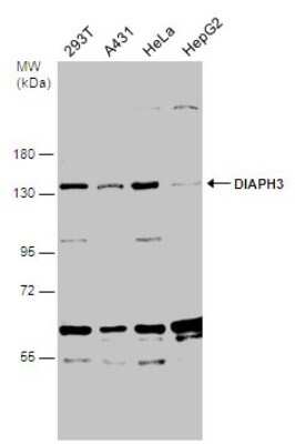 Western Blot: DIAPH3 Antibody [NBP3-12956]