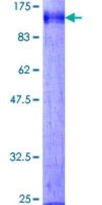 SDS-PAGE: Recombinant Human DIDO1 GST (N-Term) Protein [H00011083-P01]