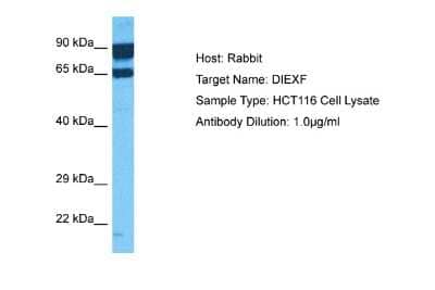 Western Blot: DIEXF Antibody [NBP2-82861]