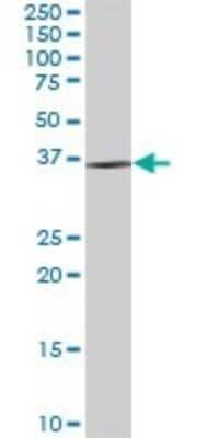 Western Blot: DIMT1L Antibody [H00027292-B01P]