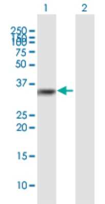 Western Blot: DIMT1L Antibody [H00027292-B01P]