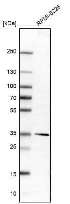 Western Blot: DIMT1L Antibody [NBP2-30659]