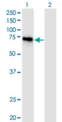 Western Blot: DIP13B Antibody (1C10) [H00055198-M06]