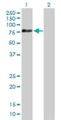 Western Blot: DIP13B Antibody [H00055198-B01P]