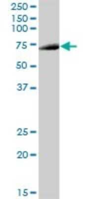 Western Blot: DIP13B Antibody [H00055198-B01P]