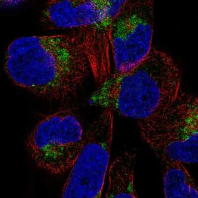 Immunocytochemistry/ Immunofluorescence: DIRC2 Antibody [NBP2-57469]