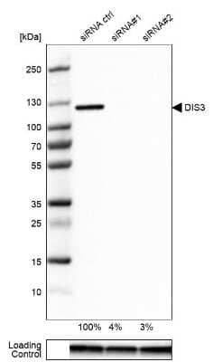 Western Blot: DIS3 Antibody [NBP1-85209]