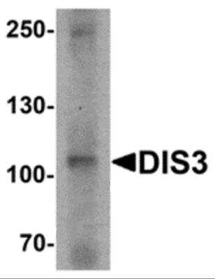 Western Blot: DIS3 AntibodyBSA Free [NBP2-81804]