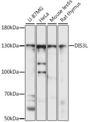 Western Blot: DIS3L AntibodyAzide and BSA Free [NBP2-92142]