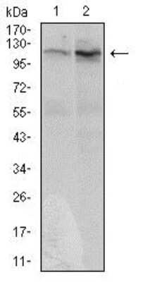 Western Blot: DIS3L2 Antibody (6C7B2)BSA Free [NBP2-37316]