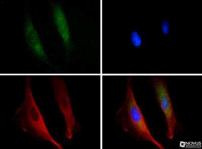 Immunocytochemistry/ Immunofluorescence: DISC1 Antibody [NB110-40773]