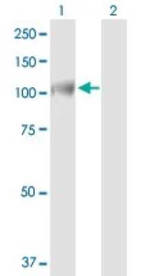 Western Blot: DKFZP434B168 Antibody [H00025896-B01P]