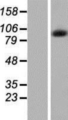 Western Blot: DKFZP434B168 Overexpression Lysate [NBP2-07174]