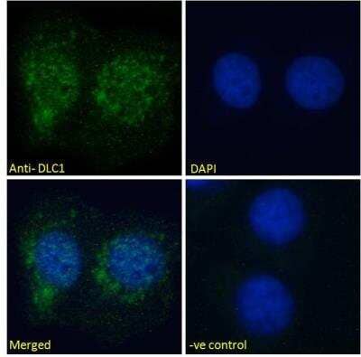 Immunofluorescence: DLC1 Antibody - Isoform 1 and 3 [NB300-917]