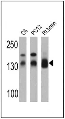 Western Blot: DLG1 Antibody [NB600-1229]