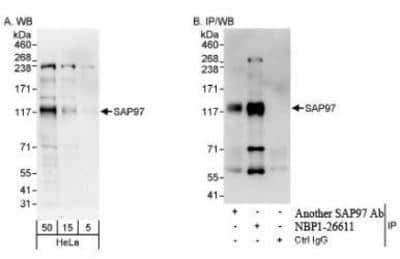 Western Blot: DLG1 Antibody [NBP1-26611]