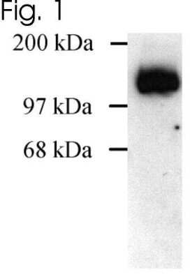 Western Blot: DLG1 Antibody [NBP2-22474]