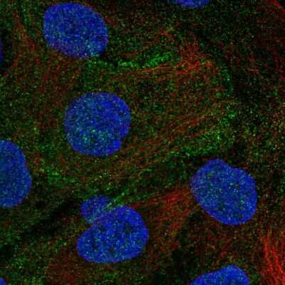 Immunocytochemistry/ Immunofluorescence: DLG5 Antibody [NBP2-55619]