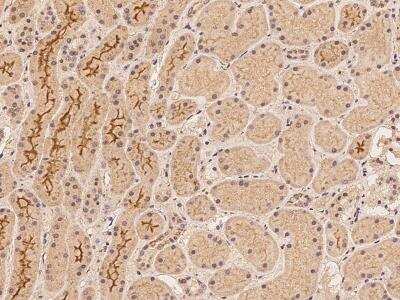 Immunohistochemistry-Paraffin: DLGAP2 Antibody [NBP3-06268]