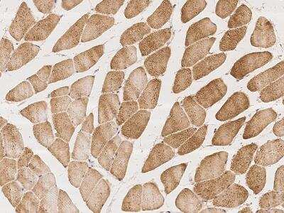 Immunohistochemistry-Paraffin: DLGAP2 Antibody [NBP3-06268]