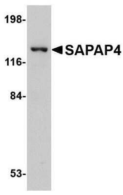 Western Blot: DLGAP4 AntibodyBSA Free [NBP1-76372]