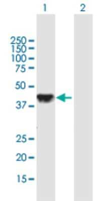 Western Blot: DLK2/EGFL9 Antibody [H00065989-B01P]