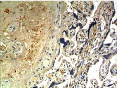 Immunohistochemistry-Paraffin: DLL1 Antibody (MM0247- 2X38) - Azide and BSA Free [NBP2-12266]