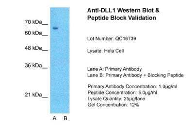 Western Blot: DLL1 Antibody [NBP1-59217]