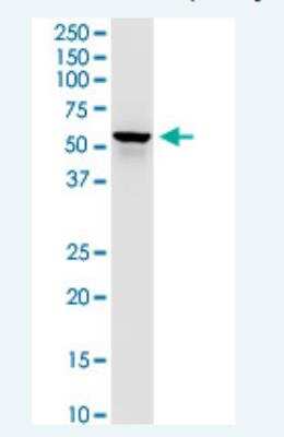 Western Blot: DLST Antibody (4D7) [H00001743-M01-100ug]