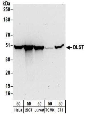 Western Blot: DLST Antibody [NBP2-32204]