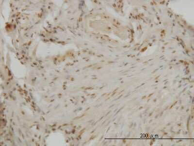 Immunohistochemistry-Paraffin: DLX2 Antibody (2B12) [H00001746-M04]