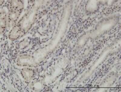 Immunohistochemistry-Paraffin: DLX2 Antibody (2H2) [H00001746-M01]