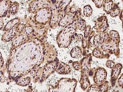 Immunohistochemistry-Paraffin: DLX3 Antibody [NBP2-97552]