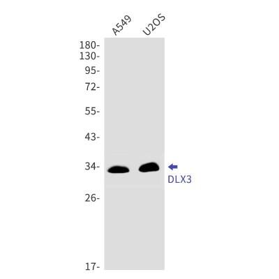 Western Blot: DLX3 Antibody (S03-0C2) [NBP3-19857]