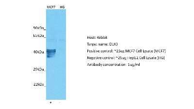 Western Blot: DLX3 Antibody [NBP2-88803]