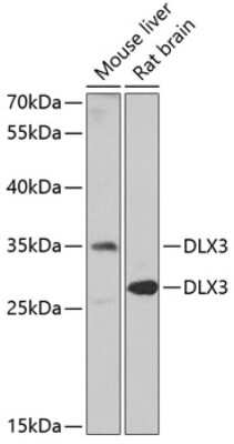 Western Blot: DLX3 AntibodyBSA Free [NBP2-92483]