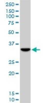 Western Blot: DLX5 Antibody (3B11) [H00001749-M12]