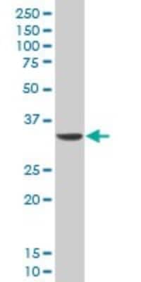 Western Blot: DLX5 Antibody (3B11) [H00001749-M12]