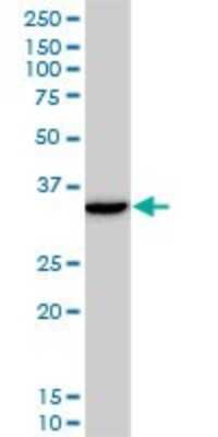 Western Blot: DLX5 Antibody (3B11) [H00001749-M12]