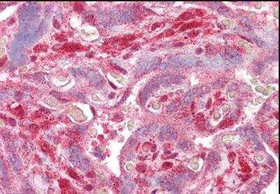 Immunohistochemistry-Paraffin: DLX5 Antibody [NBP1-28911]